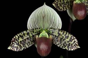 Paphiopedilum Vogue Wonder ?????? HCC/AOS 78 pts. Sngl